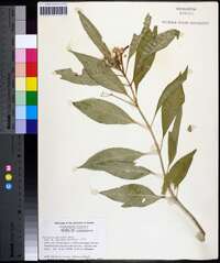 Asclepias perennis image