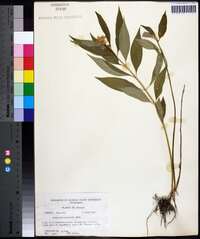 Asclepias perennis image