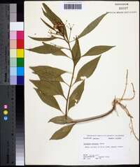 Asclepias perennis image