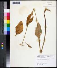 Asclepias purpurascens image