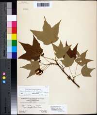 Acer saccharum var. rugellii image