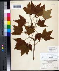 Acer saccharum var. rugellii image
