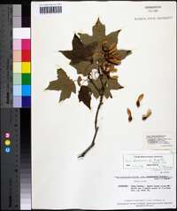 Acer saccharum var. rugellii image