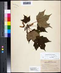 Acer saccharum var. rugellii image