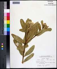 Asclepias viridis image