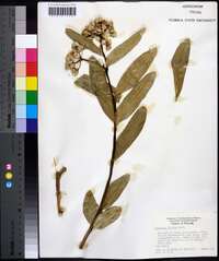 Asclepias viridis image