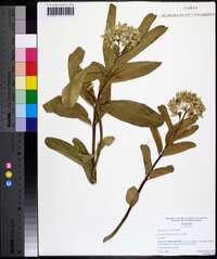 Asclepias viridis image