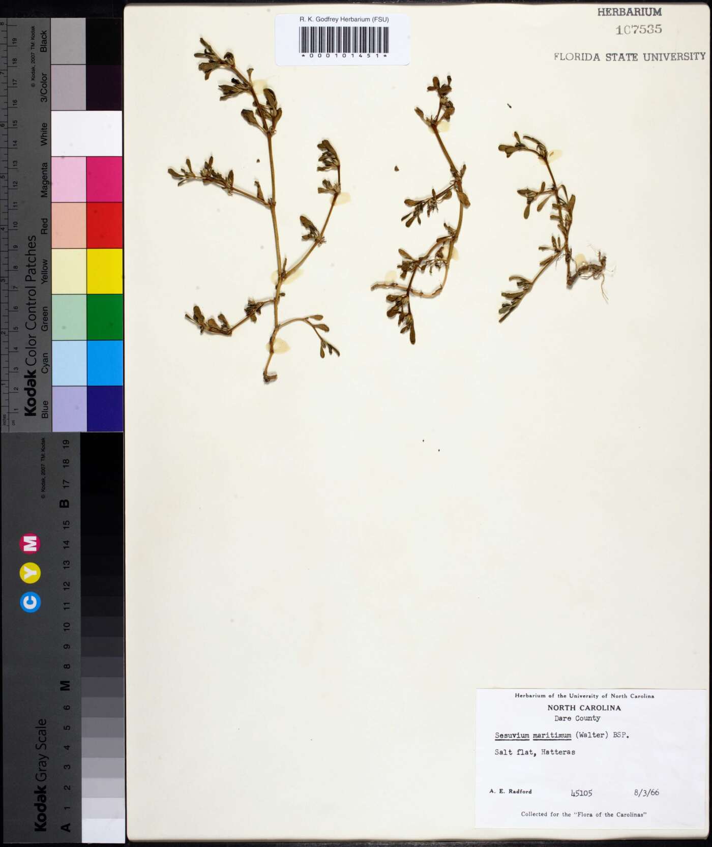 Sesuvium maritimum image
