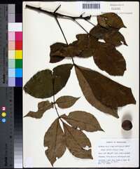 Carya ovalis image