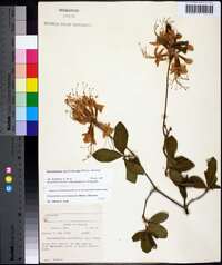 Rhododendron periclymenoides image