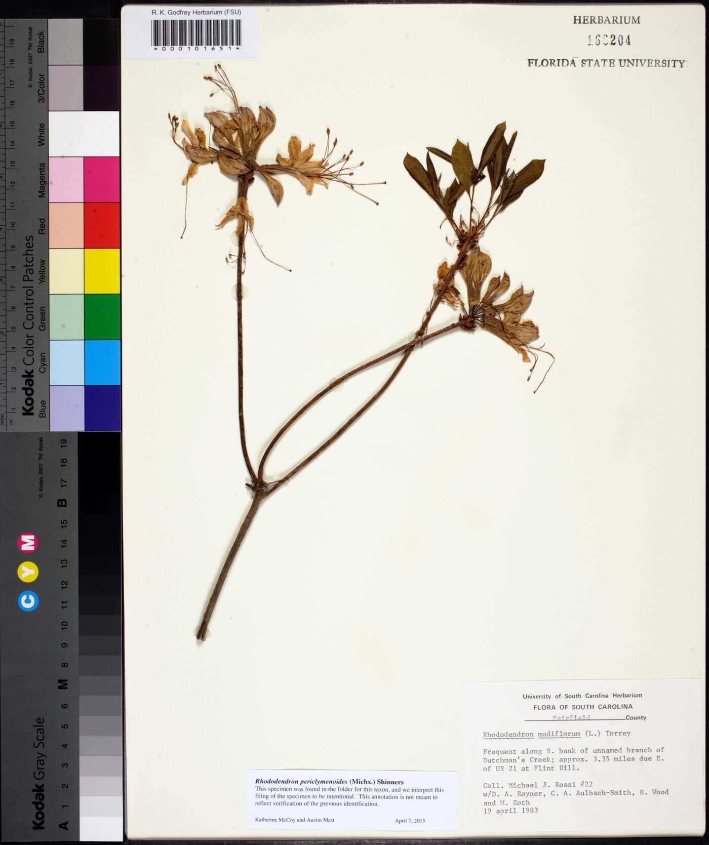 Rhododendron periclymenoides image