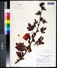 Hibiscus acetosella image