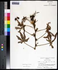 Hibiscus cannabinus image