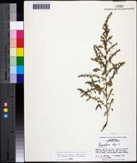 Amaranthus albus image