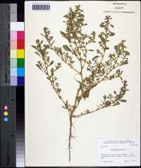 Amaranthus albus image