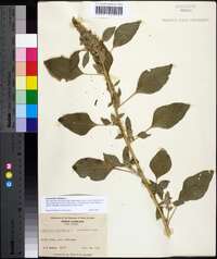 Amaranthus hybridus image