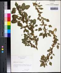 Amaranthus deflexus image