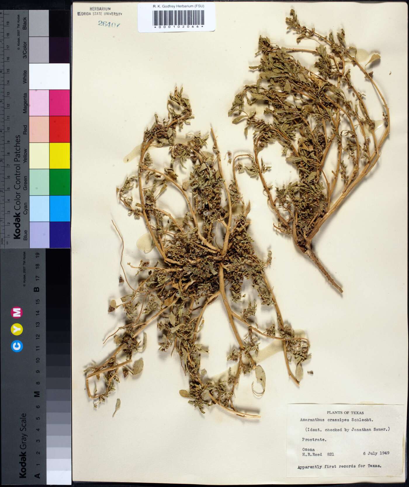 Amaranthus crassipes image