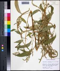 Amaranthus cannabinus image