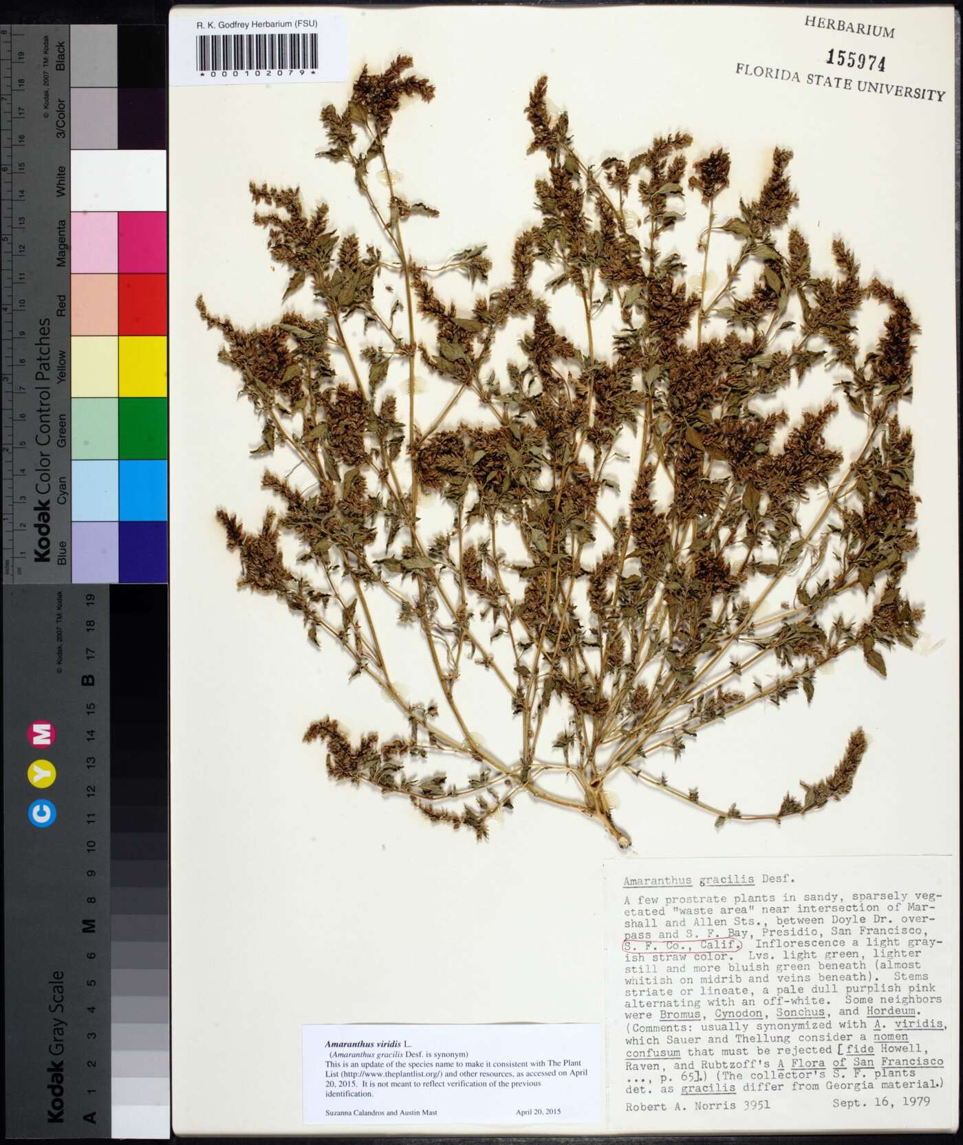 Amaranthus viridis image