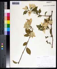 Bougainvillea glabra image