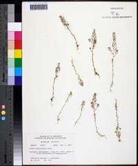 Draba brachycarpa image