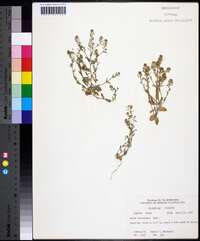 Draba brachycarpa image