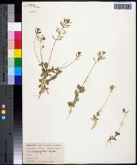 Draba cuneifolia image