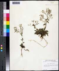 Draba ramosissima image