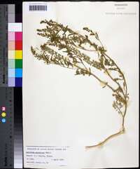 Lepidium austrinum image