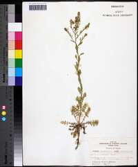 Lepidium austrinum image