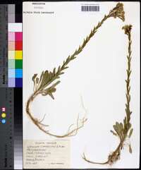 Lepidium campestre image