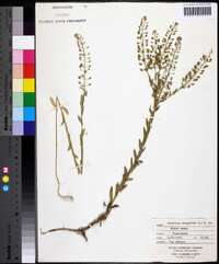 Lepidium campestre image