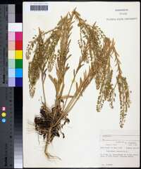 Lepidium campestre image