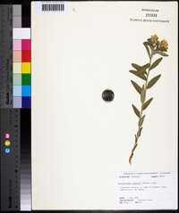 Lithospermum canescens image