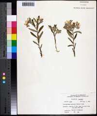 Lithospermum canescens image