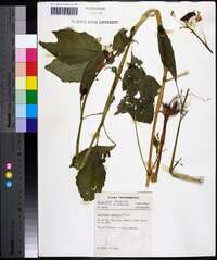 Impatiens biflora image