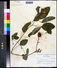 Impatiens biflora image