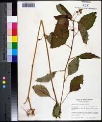 Impatiens biflora image