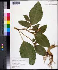 Impatiens pallida image