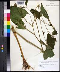 Impatiens pallida image