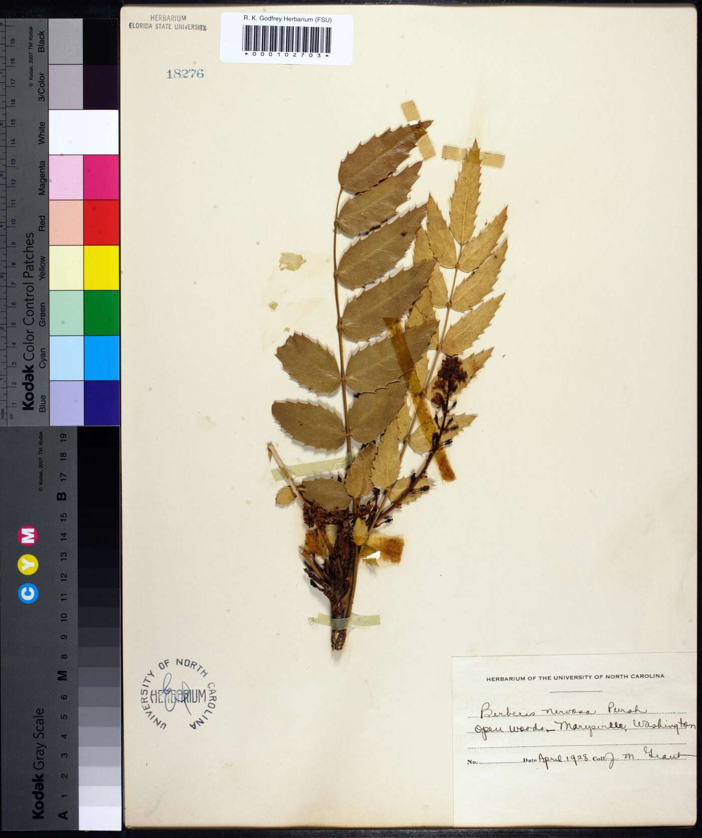 Mahonia nervosa image