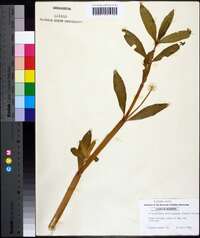 Alternanthera philoxeroides image