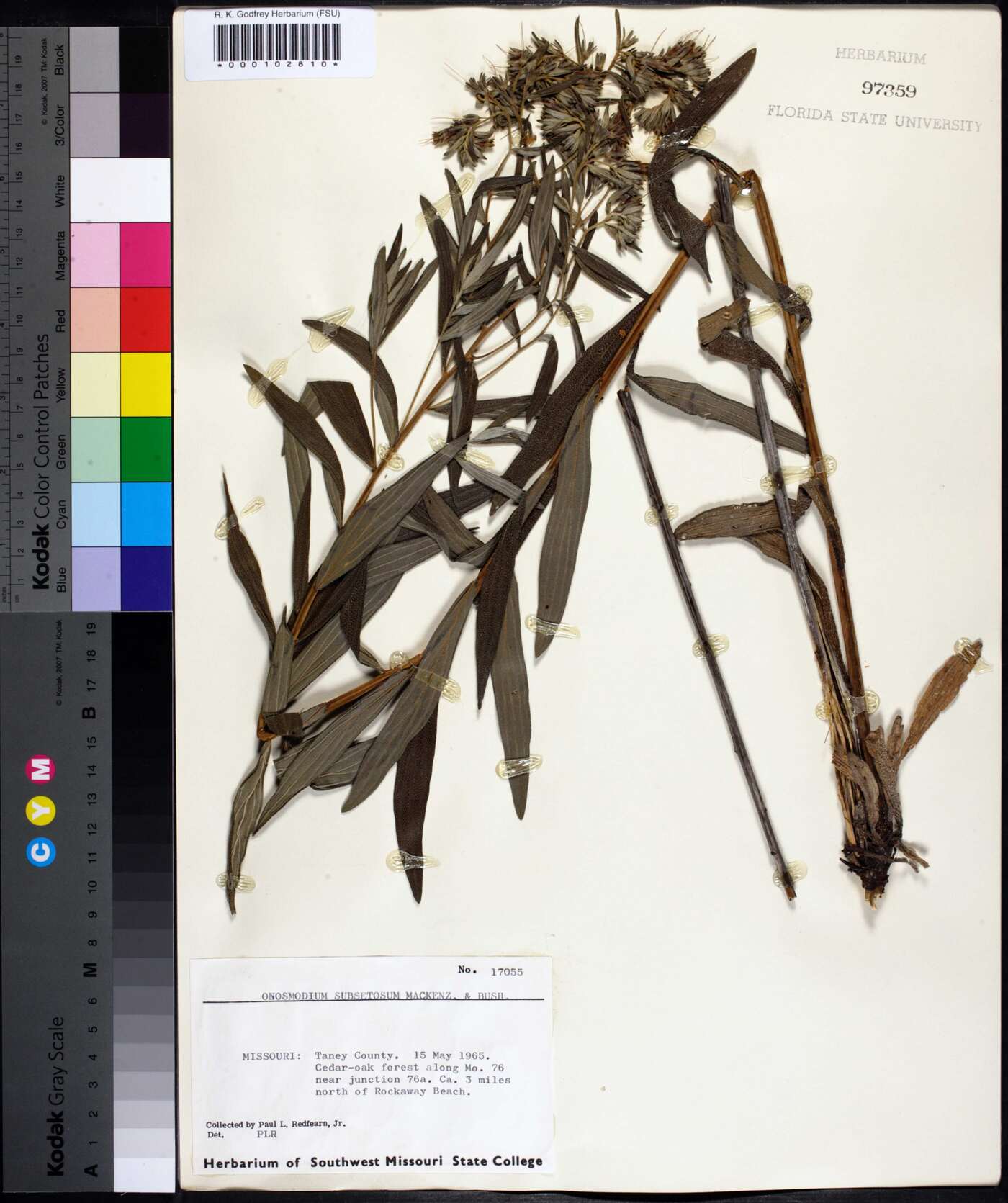 Onosmodium subsetosum image
