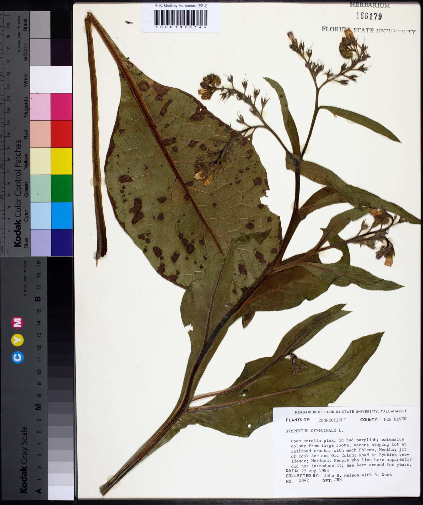 Symphytum officinale image