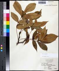 Carya texana image