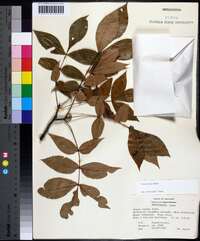 Carya texana image