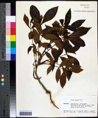 Carya texana image