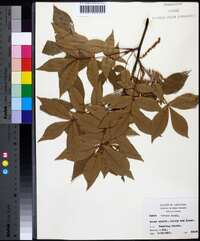 Carya texana image