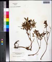 Vaccinium angustifolium image